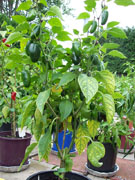 Jalapeño Milta