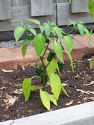 Jalapeño Milta