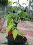 Jalapeño Milta