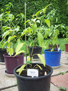 Jalapeño Milta