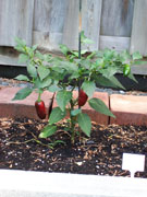 Jalapeño Milta