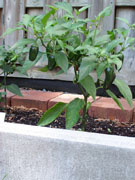 Jalapeño Milta