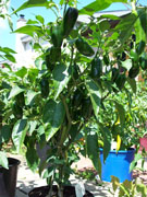 Jalapeño Milta