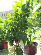 Jalapeño Milta