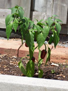 Jalapeño Milta