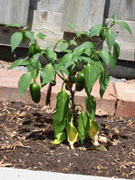 Jalapeño Milta