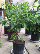 Jalapeño Milta