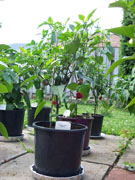 Jalapeño Milta