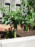 Jalapeño Milta