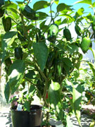 Jalapeño Milta
