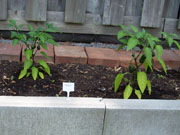 Jalapeño Milta