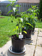 Jalapeño Milta
