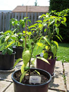 Jalapeño Milta