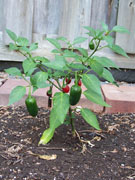 Jalapeño Milta