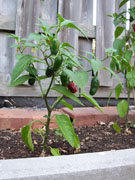 Jalapeño Milta