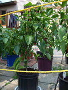 Jalapeño Milta