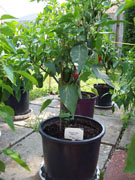 Jalapeño Milta