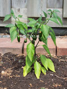 Jalapeño Milta