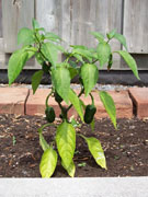 Jalapeño Milta
