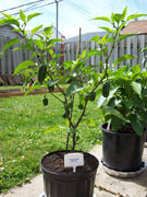 Jalapeño Milta