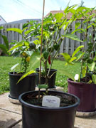 Jalapeño Milta