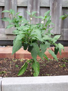 Jalapeño Milta