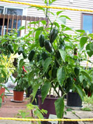 Jalapeño Milta