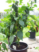 Jalapeño Milta