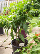 Jalapeño Milta