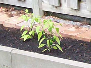 Jalapeño Milta