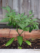 Jalapeño Milta