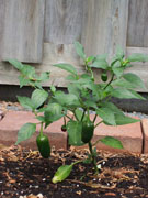Jalapeño Milta