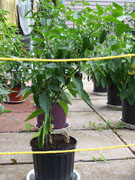 Jalapeño Milta