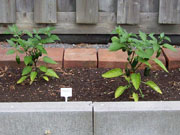 Jalapeño Milta