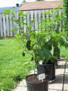 Jalapeño Milta