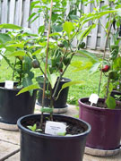 Jalapeño Milta