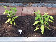 Jalapeño Milta