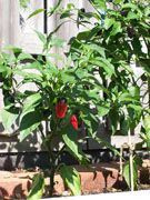 Jalapeño Milta