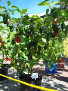 Jalapeño Milta