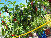 Jalapeño Milta
