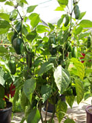 Jalapeño Milta