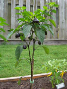Jalapeño Purple