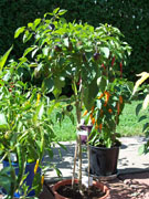 Jalapeño Purple