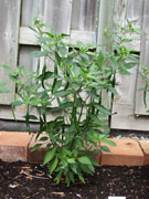 Kung Pao Hybrid