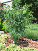 Kung Pao Hybrid