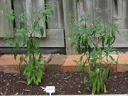 Kung Pao Hybrid