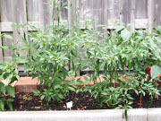 Kung Pao Hybrid
