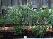 Kung Pao Hybrid