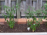 Kung Pao Hybrid