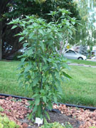Kung Pao Hybrid